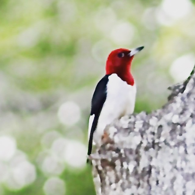 Red-headed Woodpecker - Alicia Carver