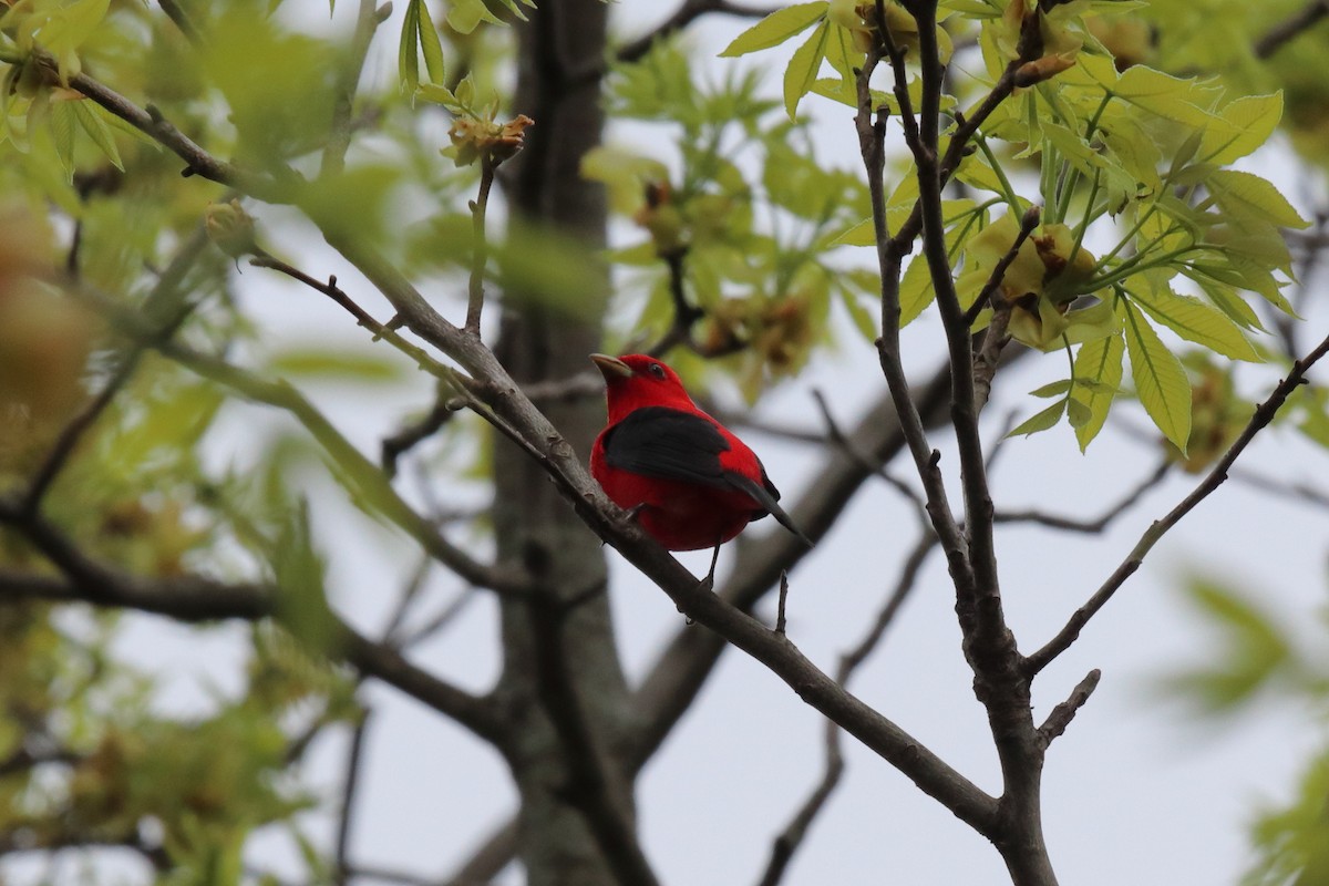 Scarlet Tanager - ML238736441