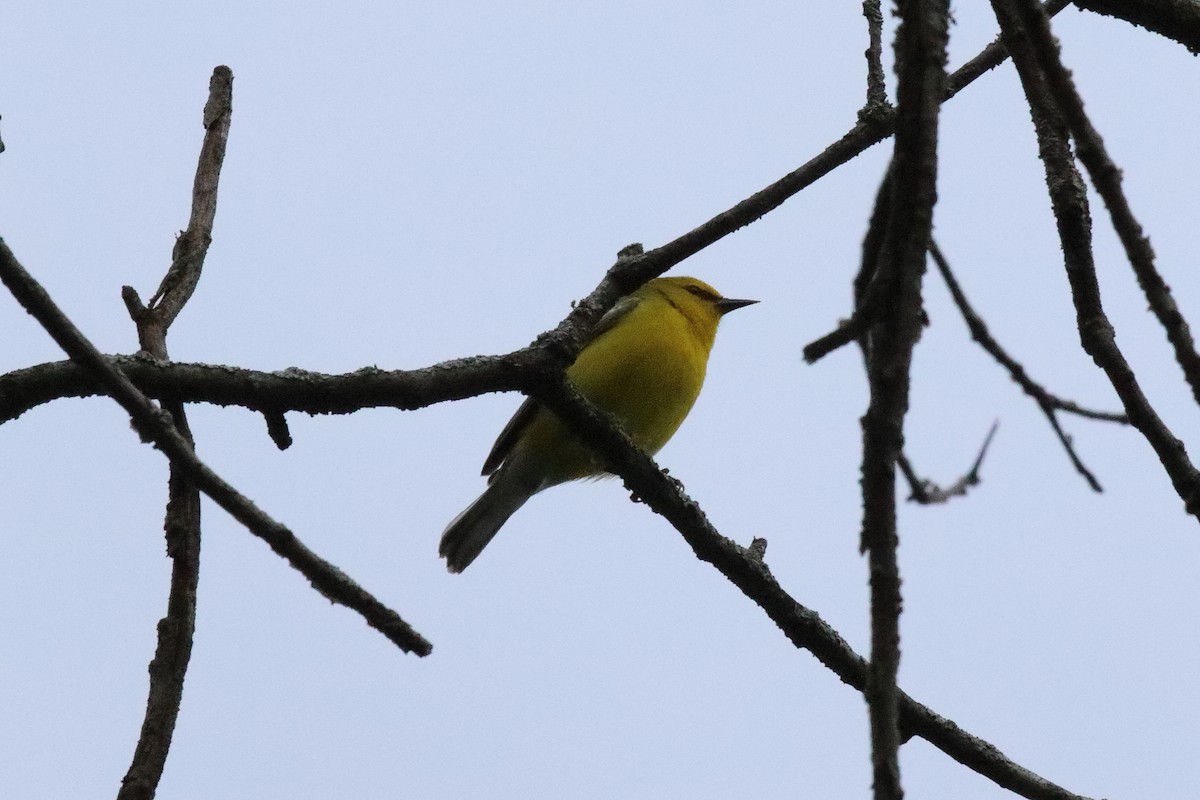 Blue-winged Warbler - ML238736491
