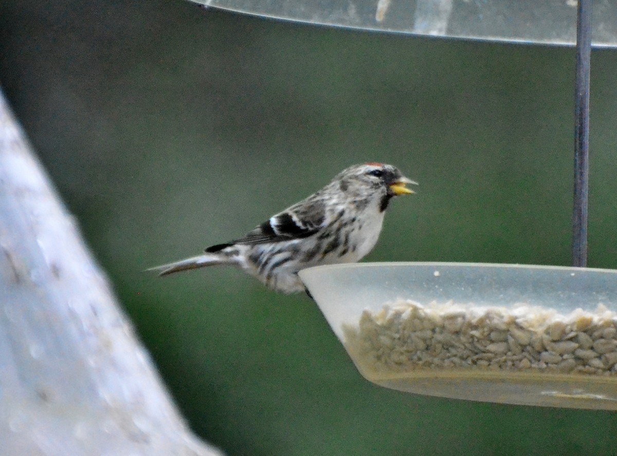 Redpoll (Common) - ML23873651