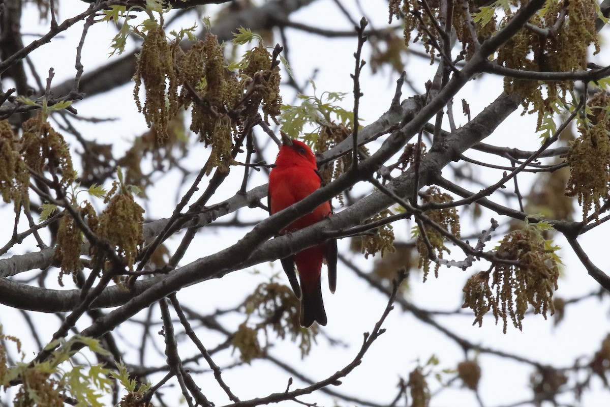 Scarlet Tanager - ML238736511