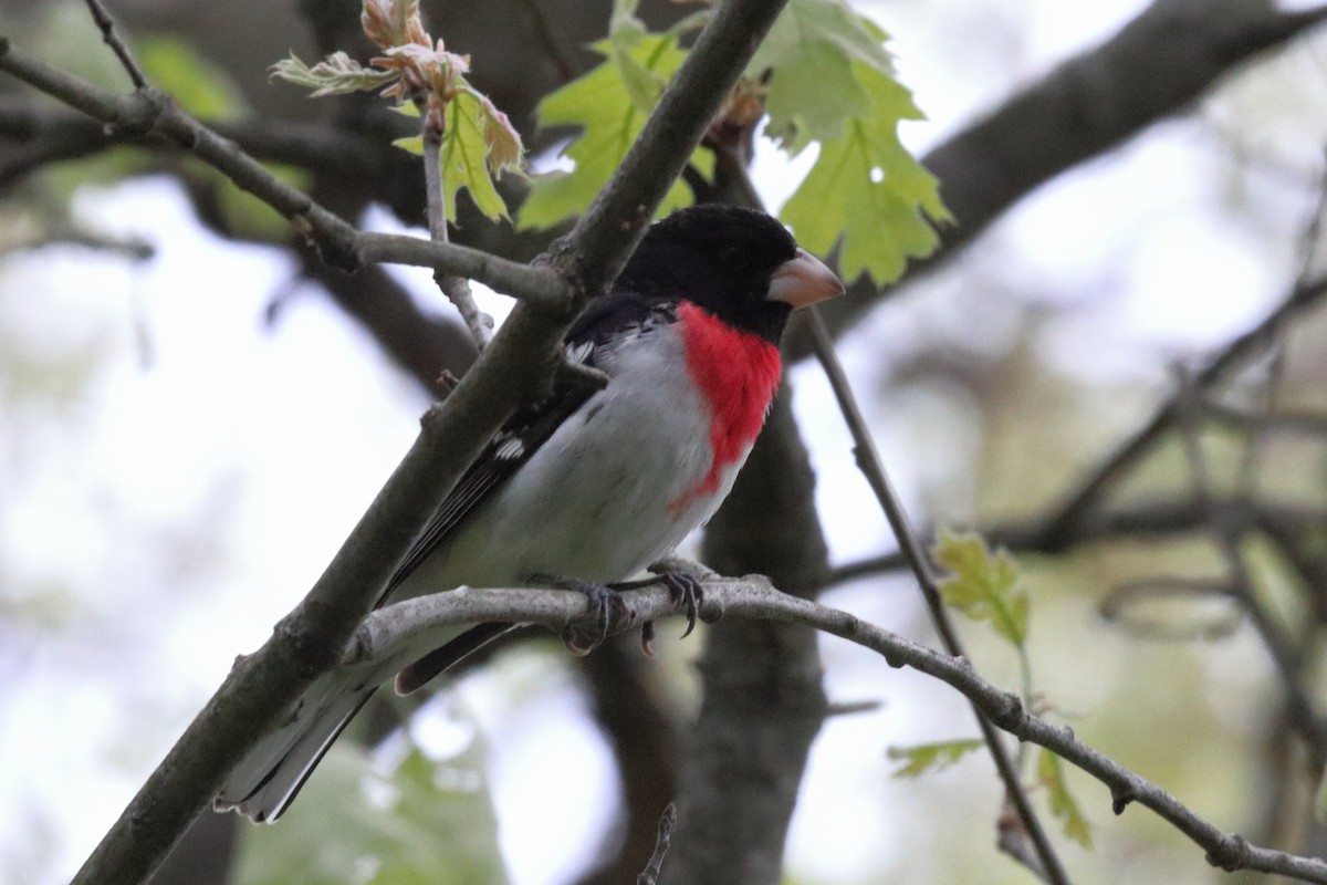 Rose-breasted Grosbeak - ML238736521