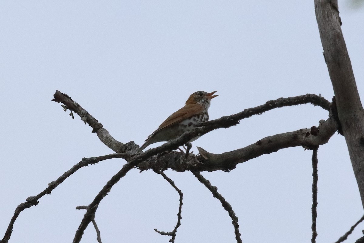 Wood Thrush - ML238736531