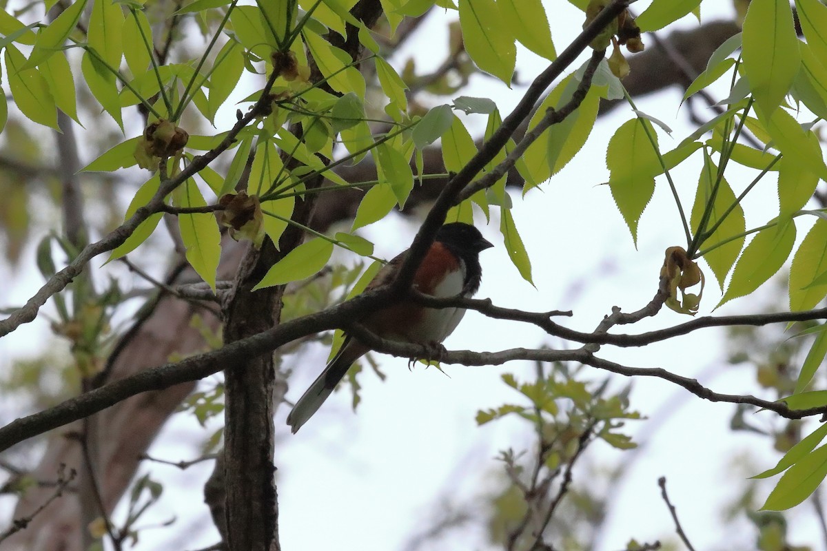Eastern Towhee - ML238736551