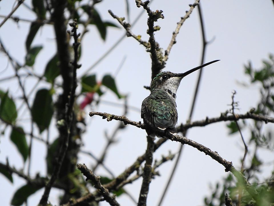 Blue-tufted Starthroat - ML238737091