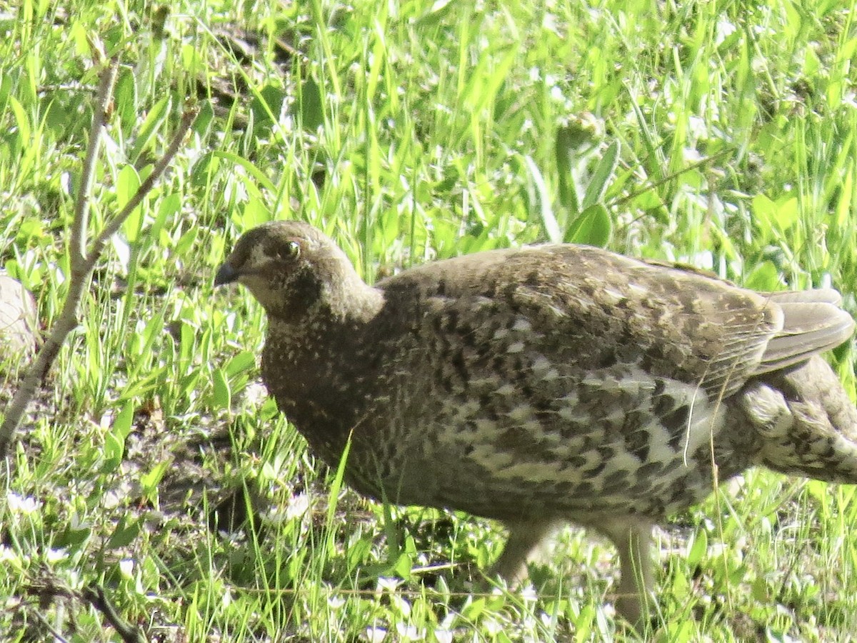 Dusky Grouse - ML238737831