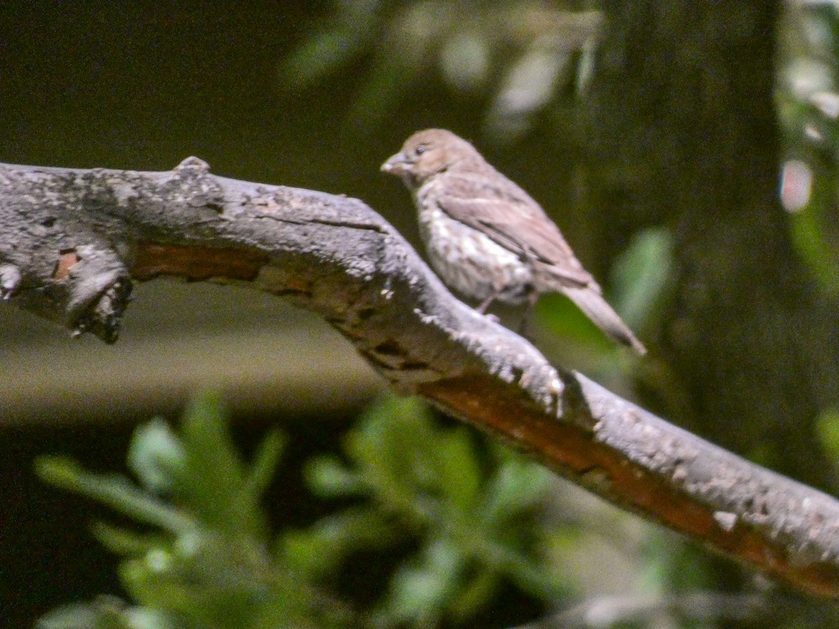 Brown-headed Cowbird - ML238738541