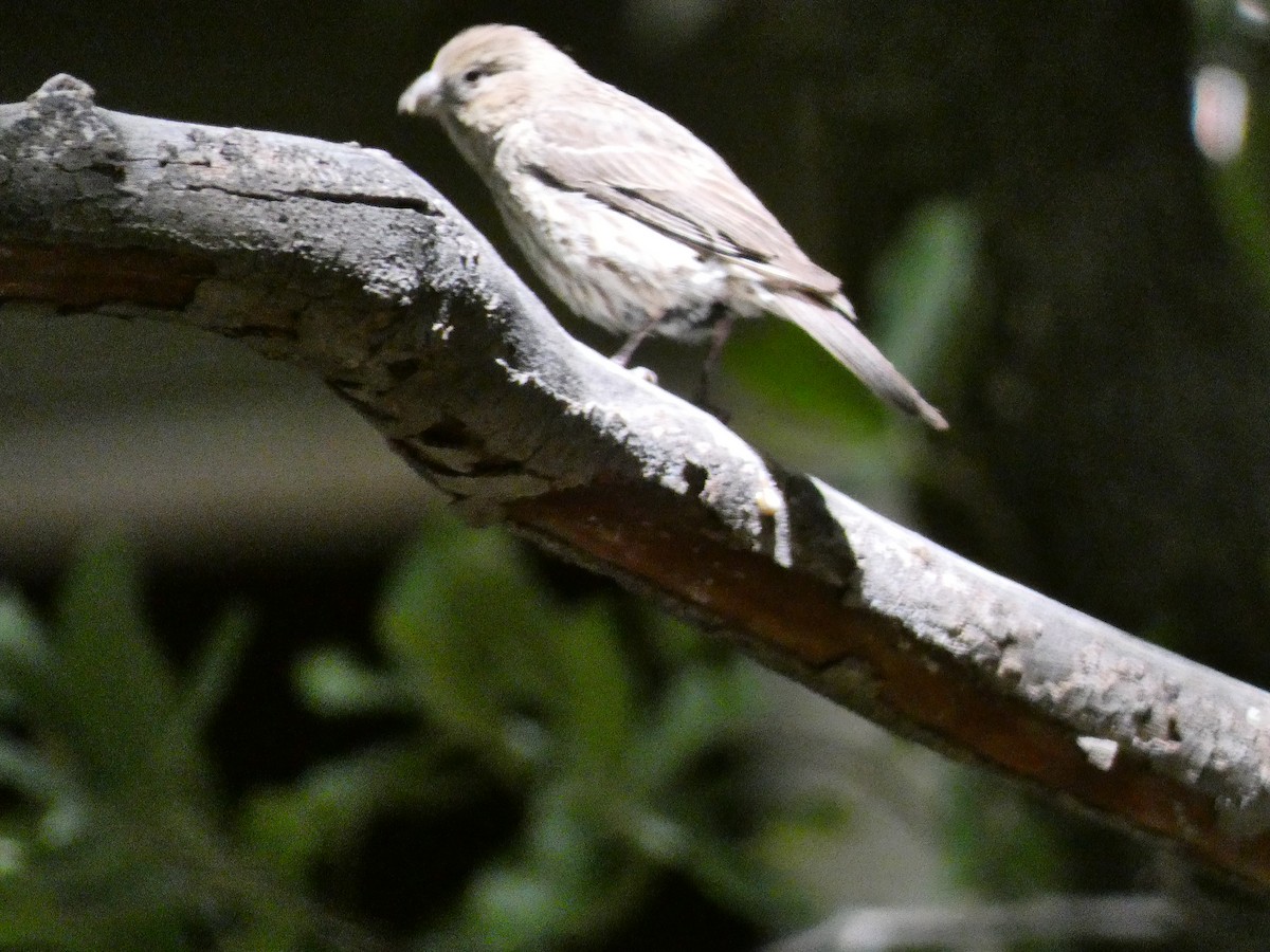 Brown-headed Cowbird - ML238738571