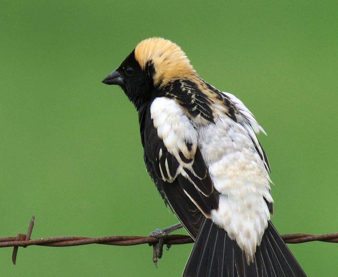 Bobolink - ML238739171