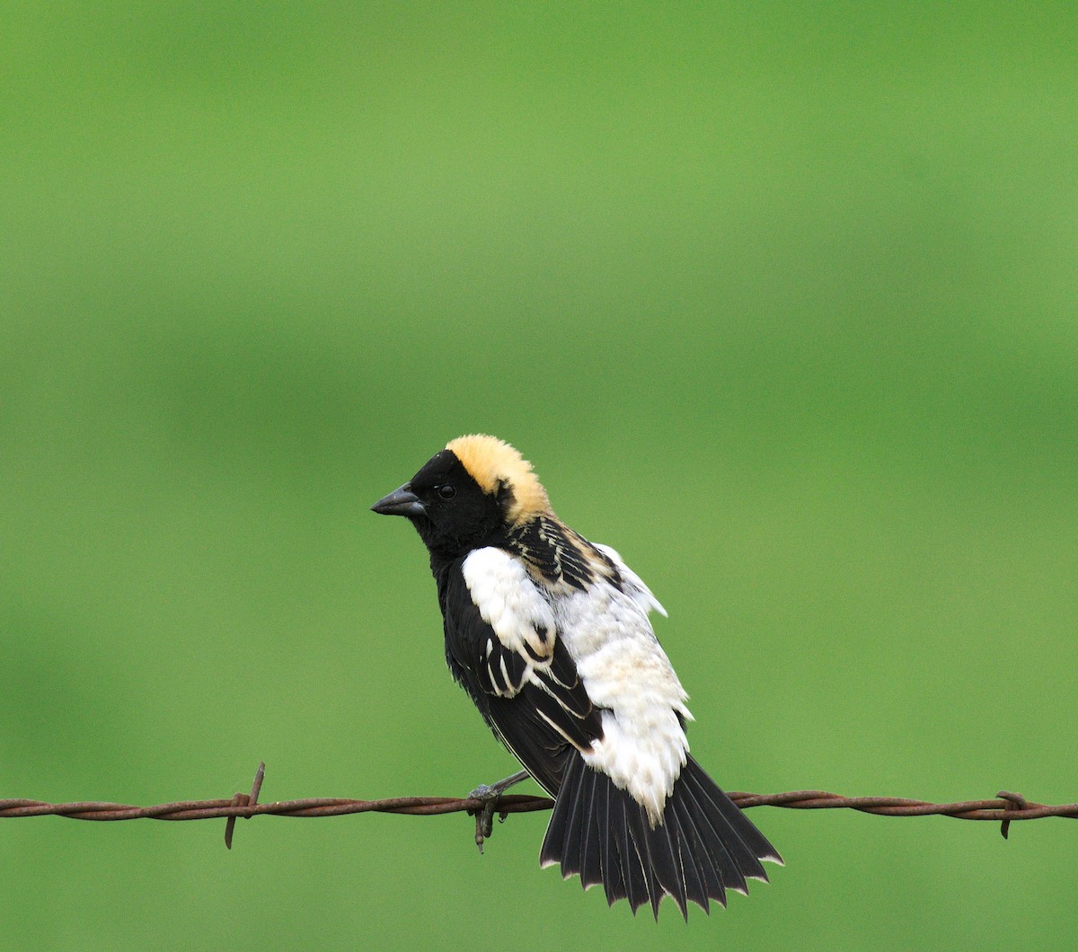 Bobolink - ML238739181