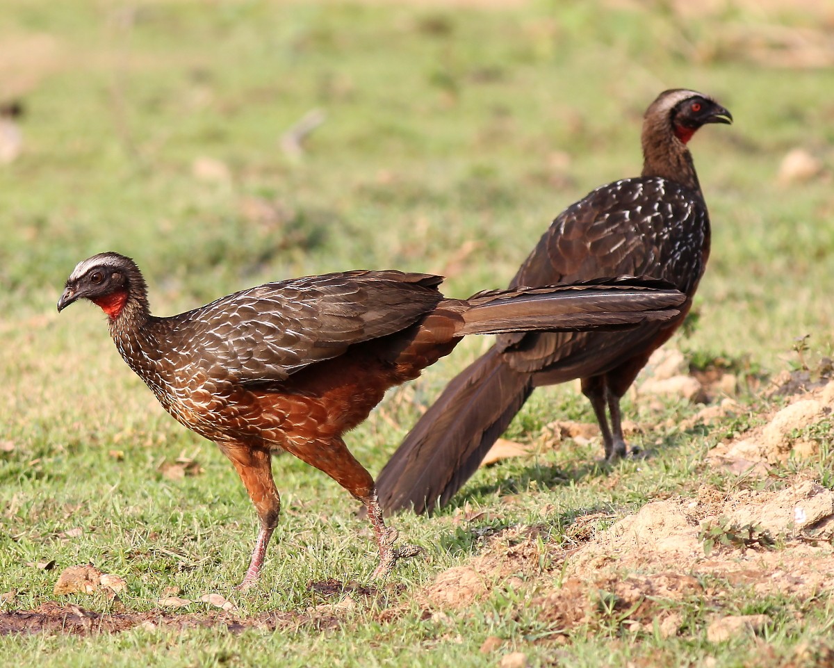 Chestnut-bellied Guan - ML23873951