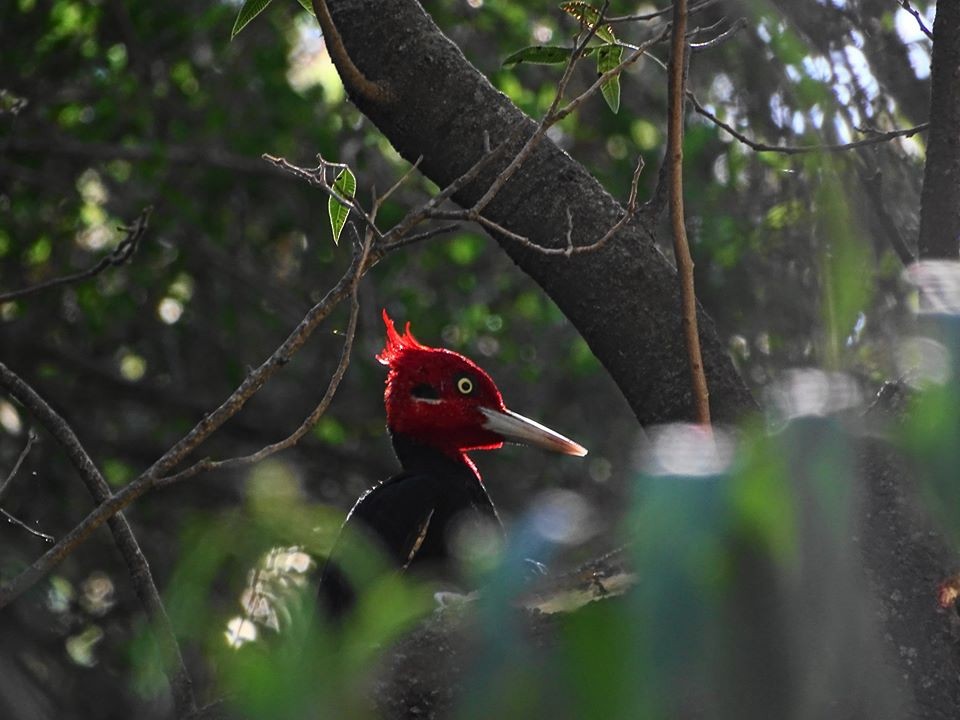 Cream-backed Woodpecker - ML238739641