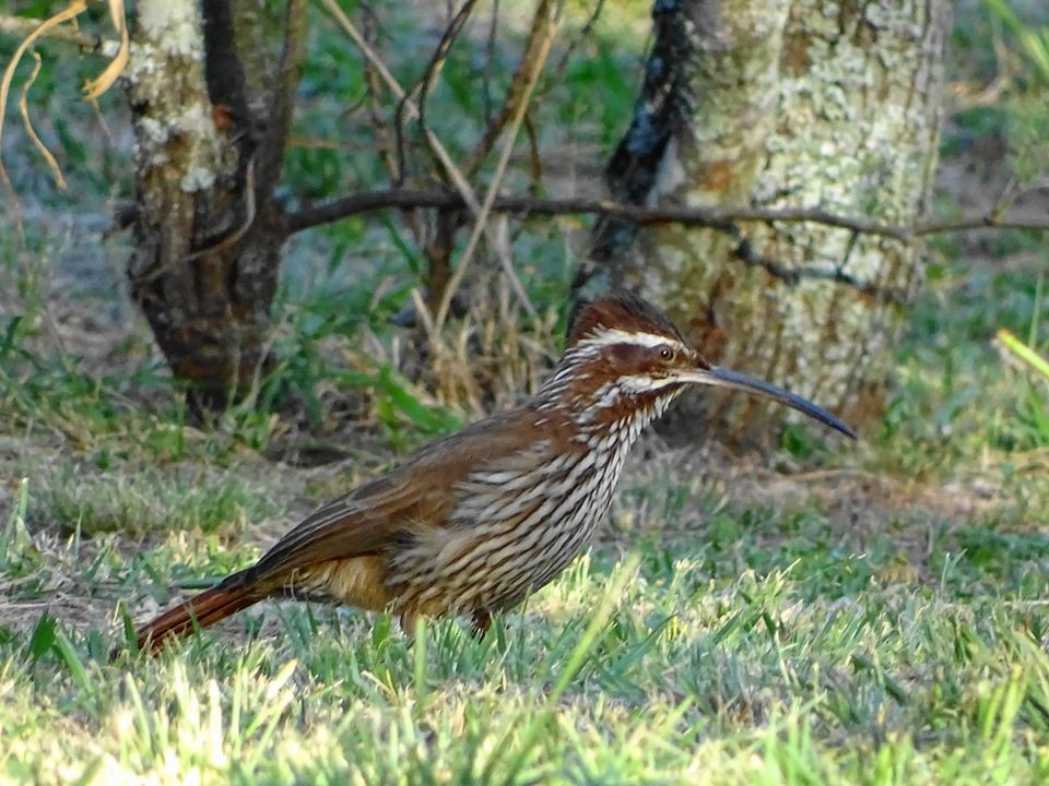 Scimitar-billed Woodcreeper - ML238739831