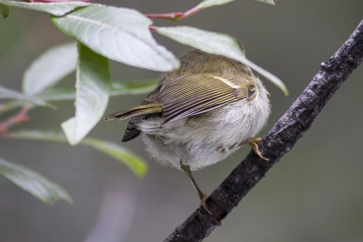 Greenish Warbler - ML23874041