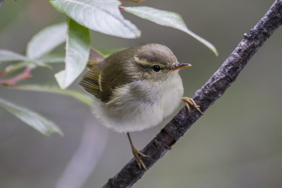 Greenish Warbler - ML23874061