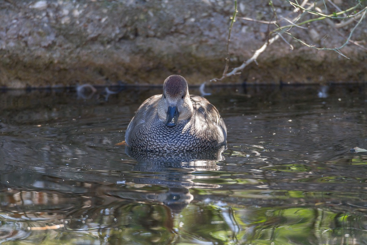 Gadwall - Terry Woodward