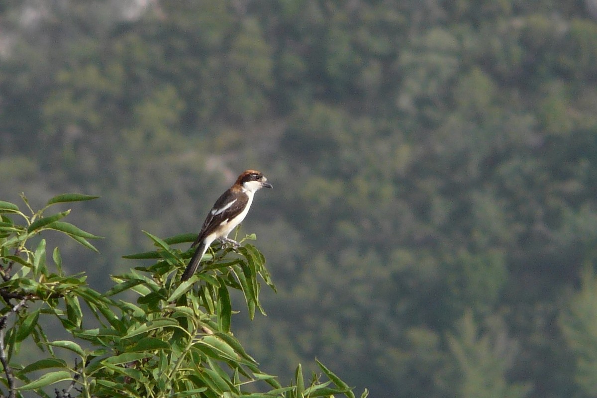 Woodchat Shrike - Steve Heinl