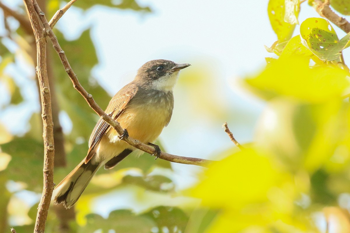 Northern Fantail - ML238743611