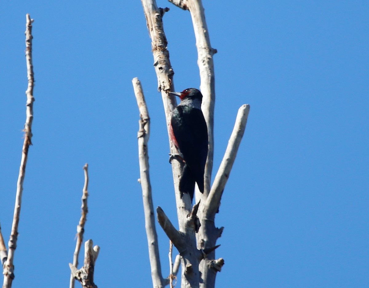 Lewis's Woodpecker - Jason Fidorra