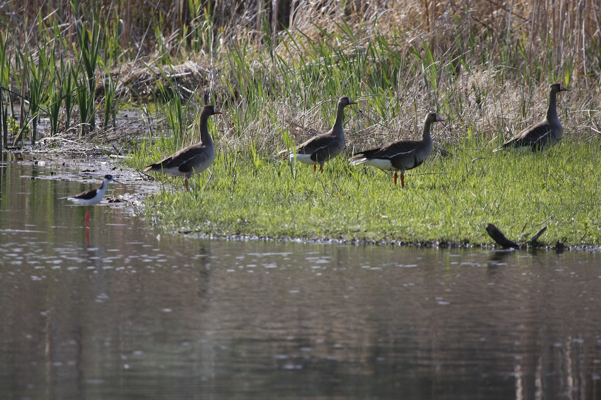 Greater White-fronted Goose - Jason Fidorra