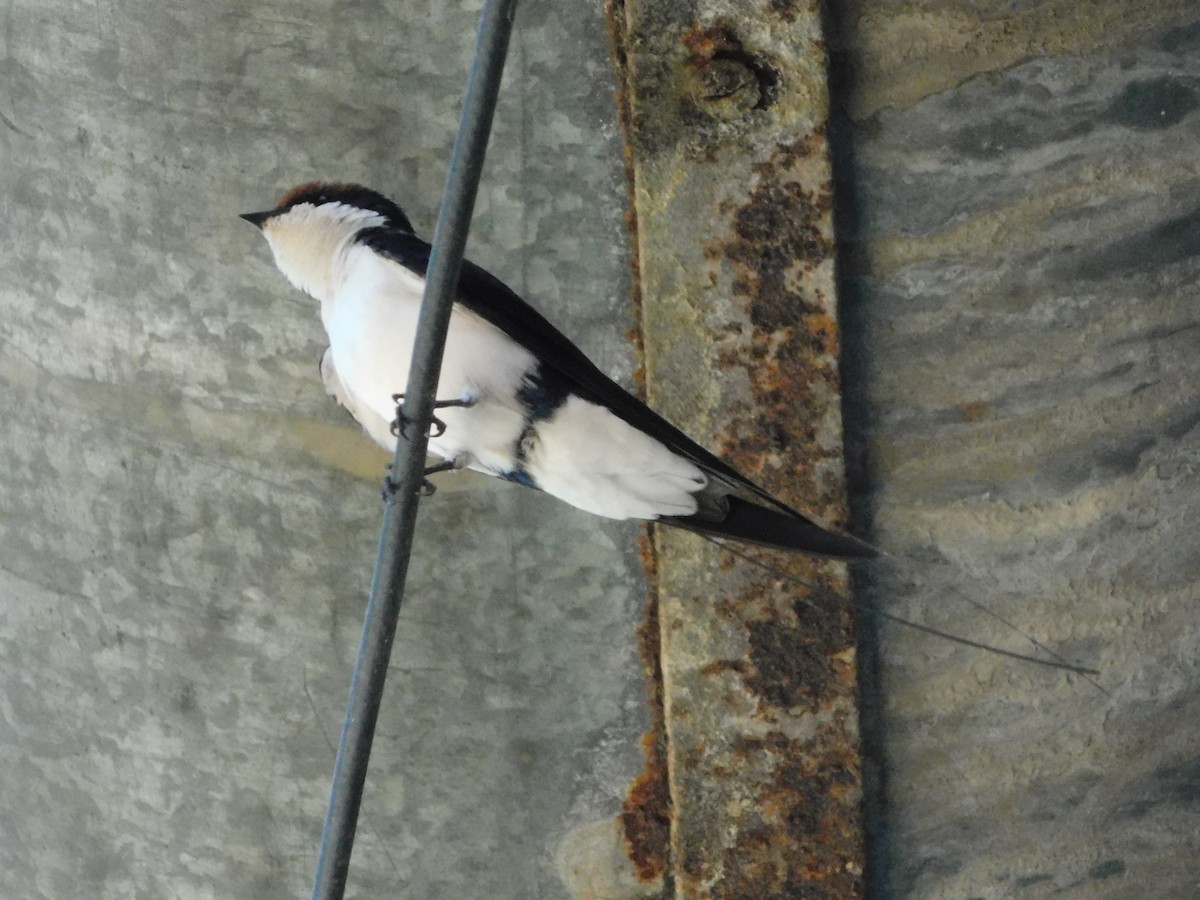 Wire-tailed Swallow - ML238744361