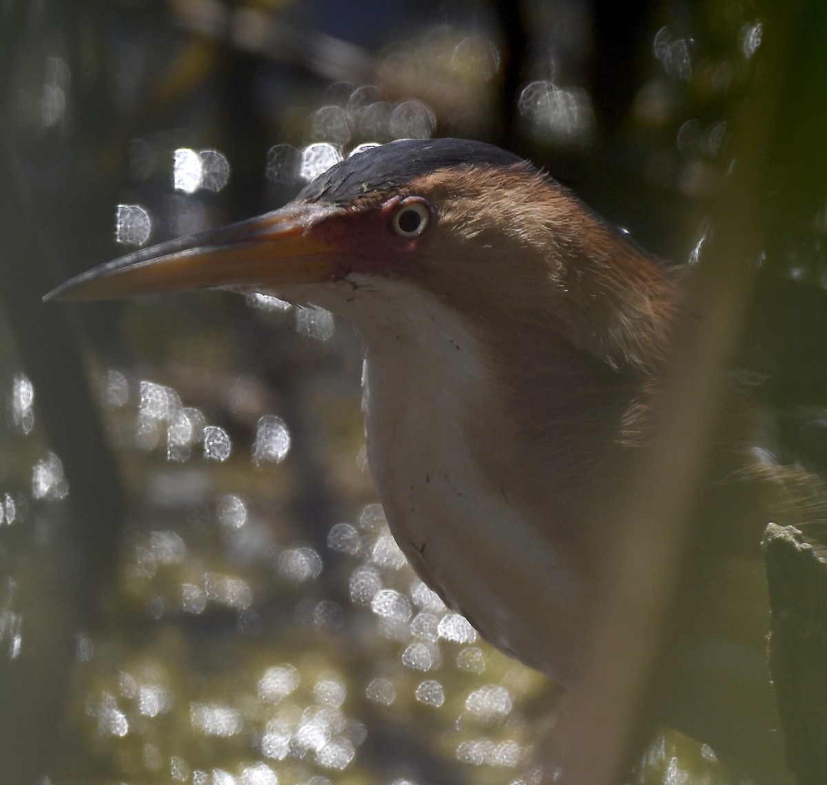 Least Bittern - ML238744481