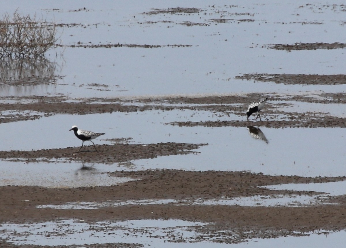 Black-bellied Plover - ML238744591