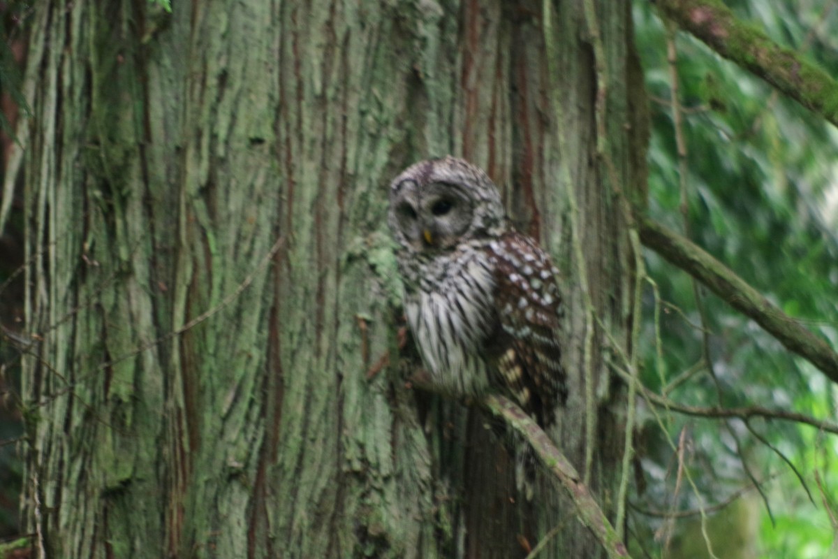 Barred Owl - ML238744811