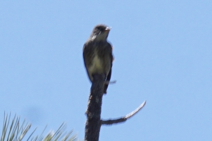 Olive-sided Flycatcher - ML238745591