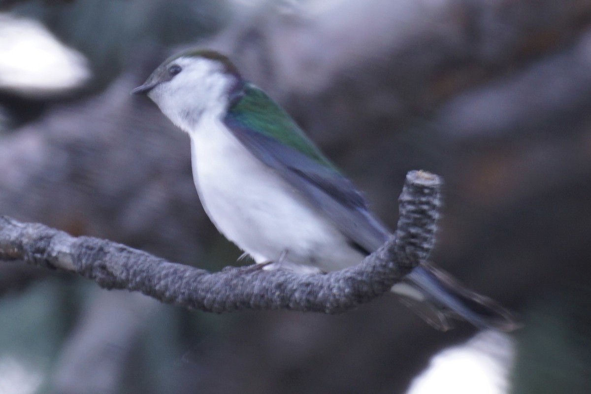 Violet-green Swallow - ML238745891