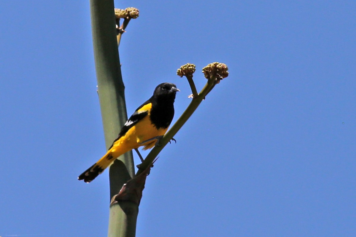 Oriole jaune-verdâtre - ML238746301