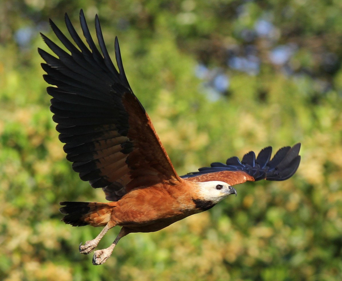 Black-collared Hawk - ML23874641