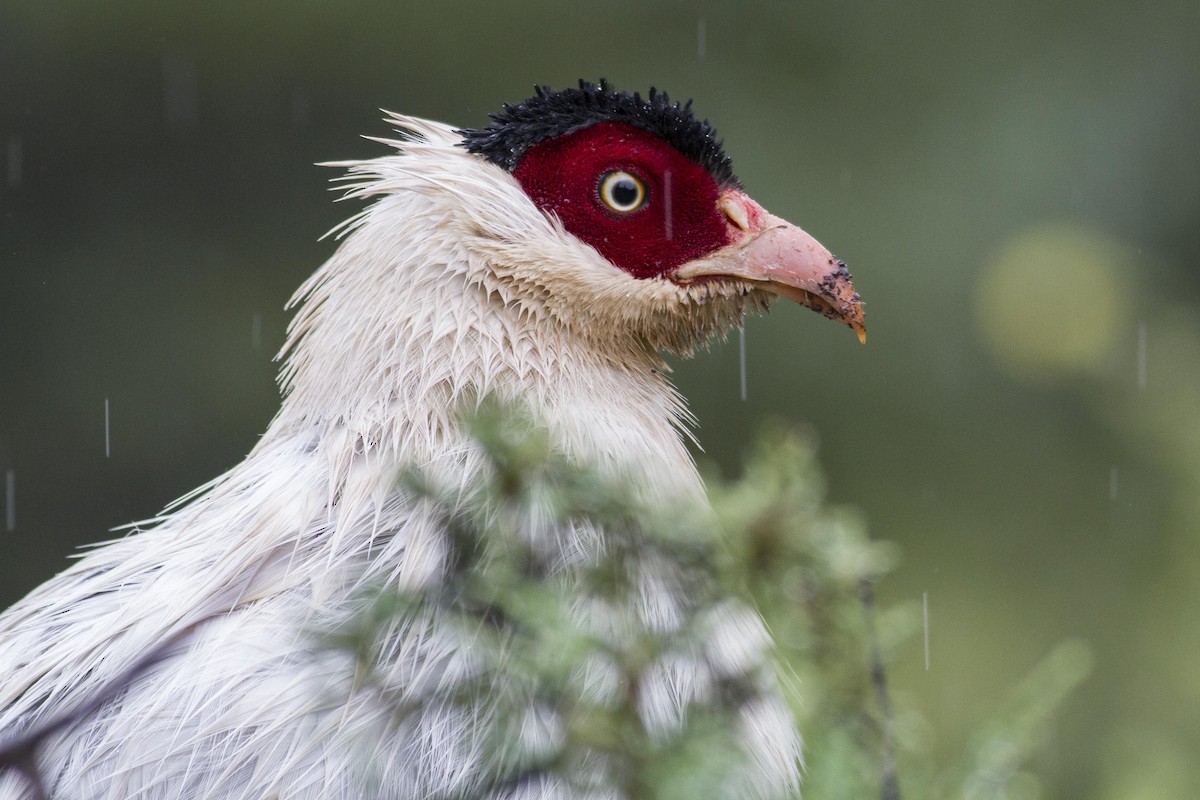 White Eared-Pheasant - Jacob Drucker