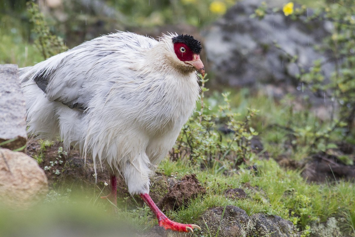 White Eared-Pheasant - Jacob Drucker