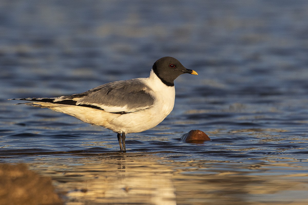 Sabine's Gull - Gerald Romanchuk