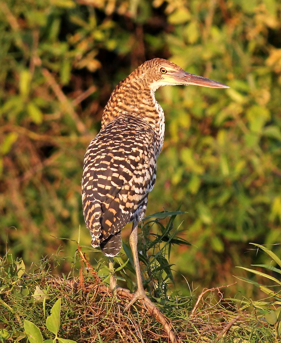 Rufescent Tiger-Heron - ML23874811