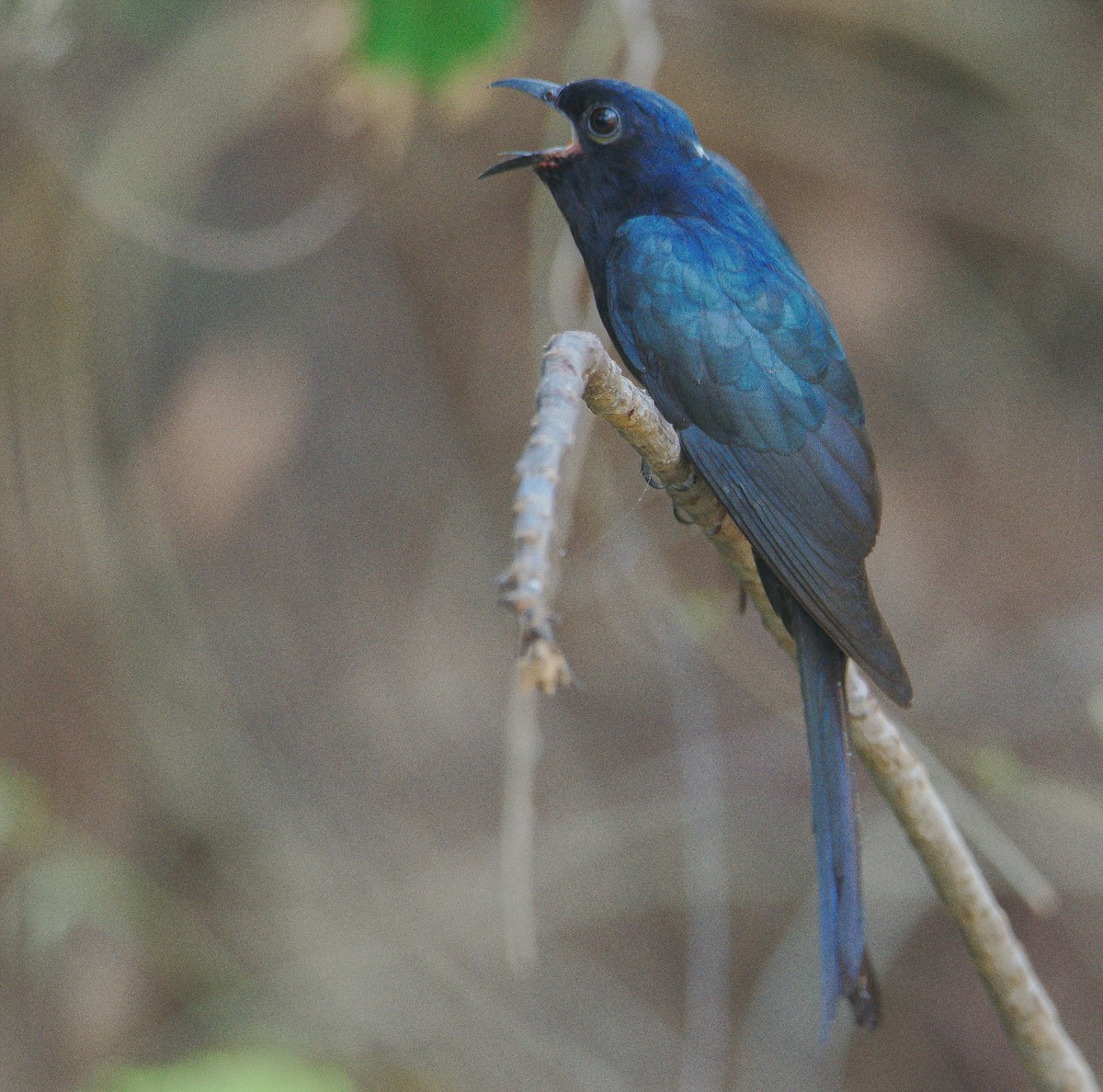 Fork-tailed Drongo-Cuckoo - ML238748601