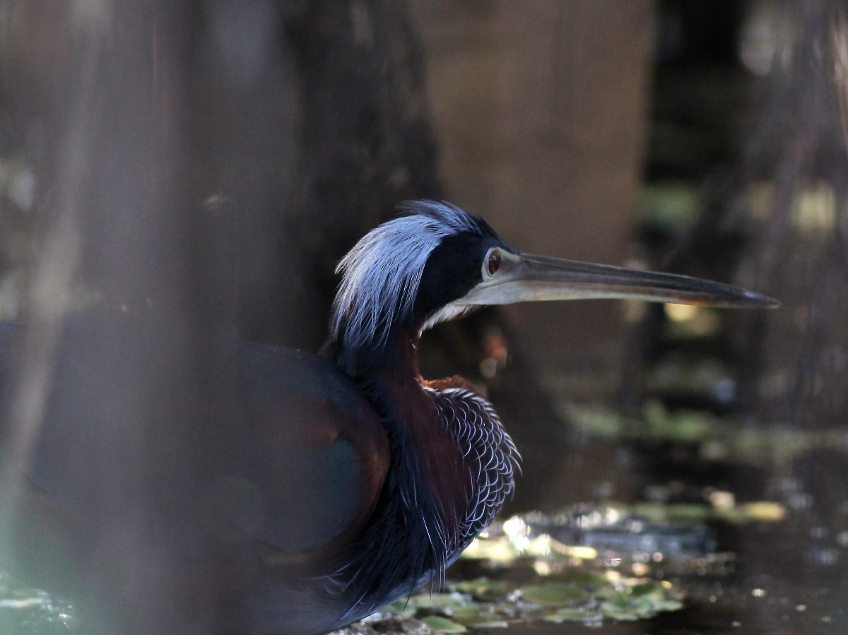 Agami Heron - ML23874861