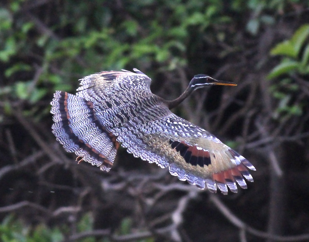 Sunbittern - ML23874891