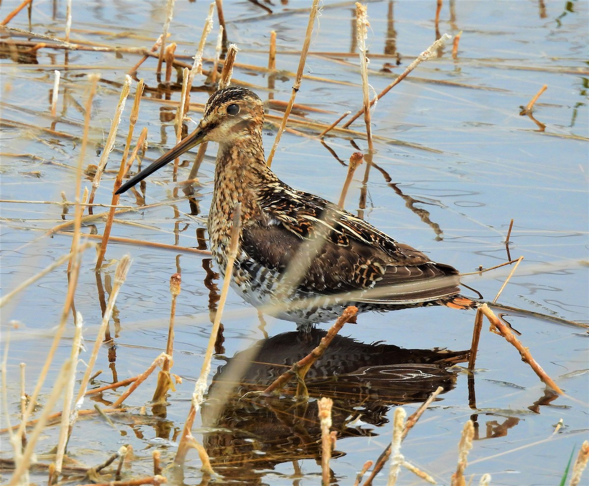 Wilson's Snipe - ML238749021