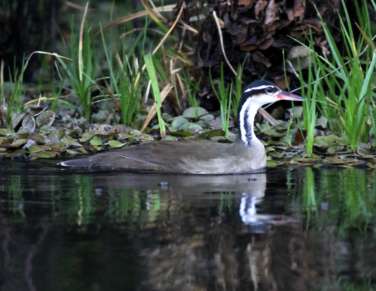 Sungrebe - ML23874911