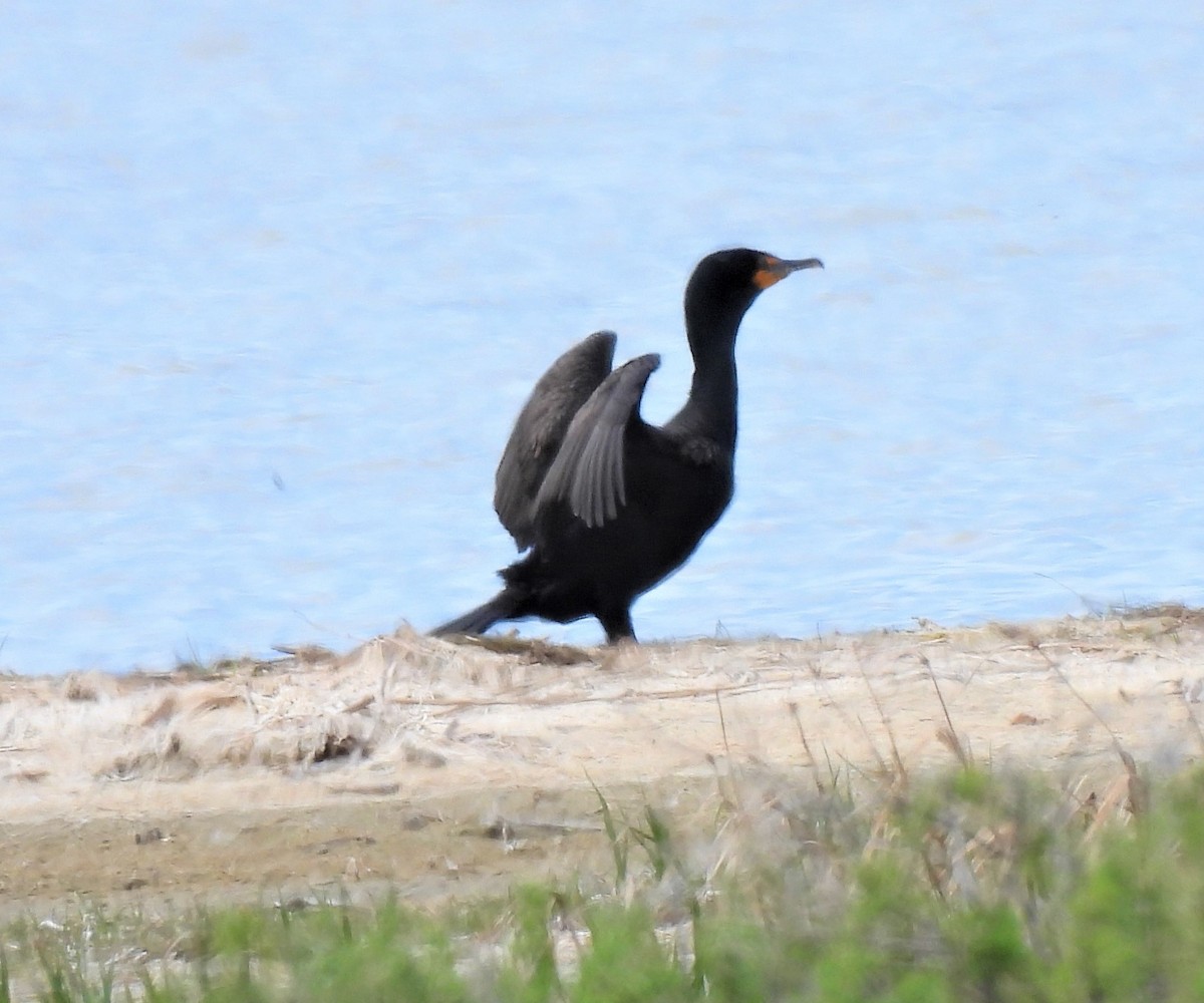 Cormoran à aigrettes - ML238749341