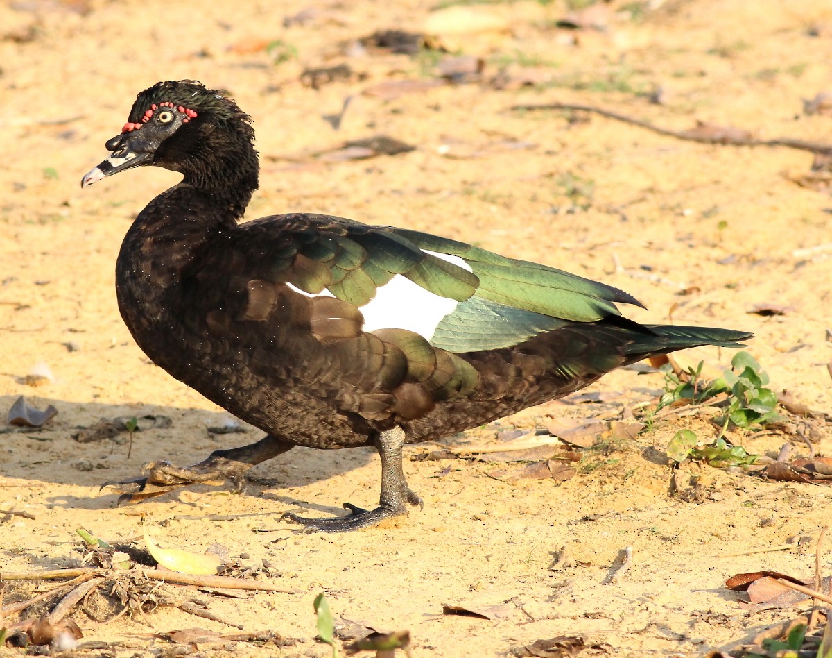 Muscovy Duck - ML23874941