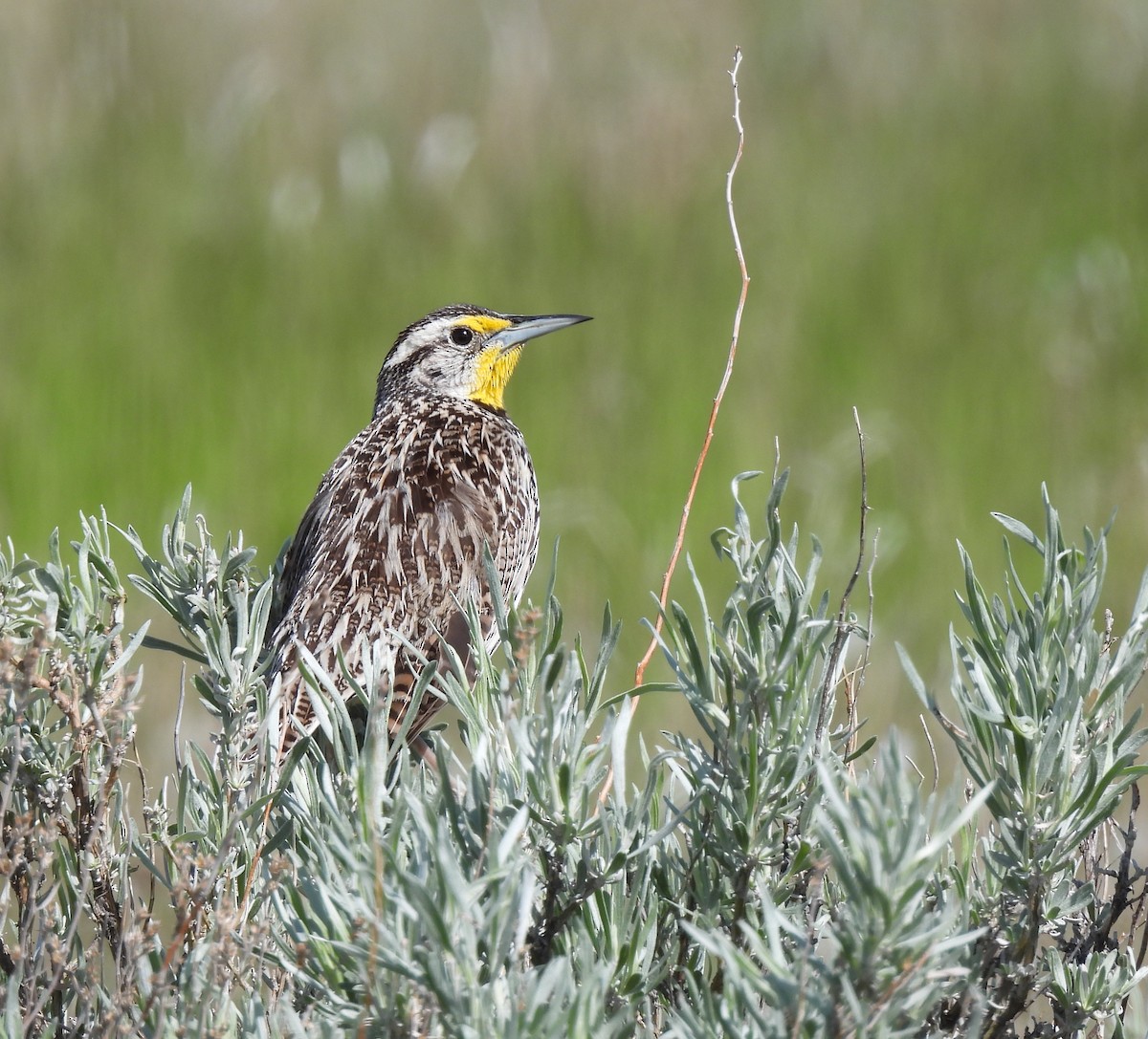 Western Meadowlark - ML238749471