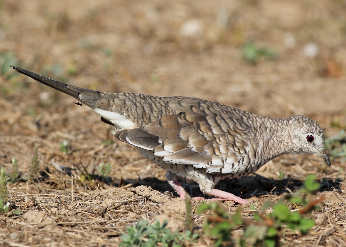 Scaled Dove - ML23874991