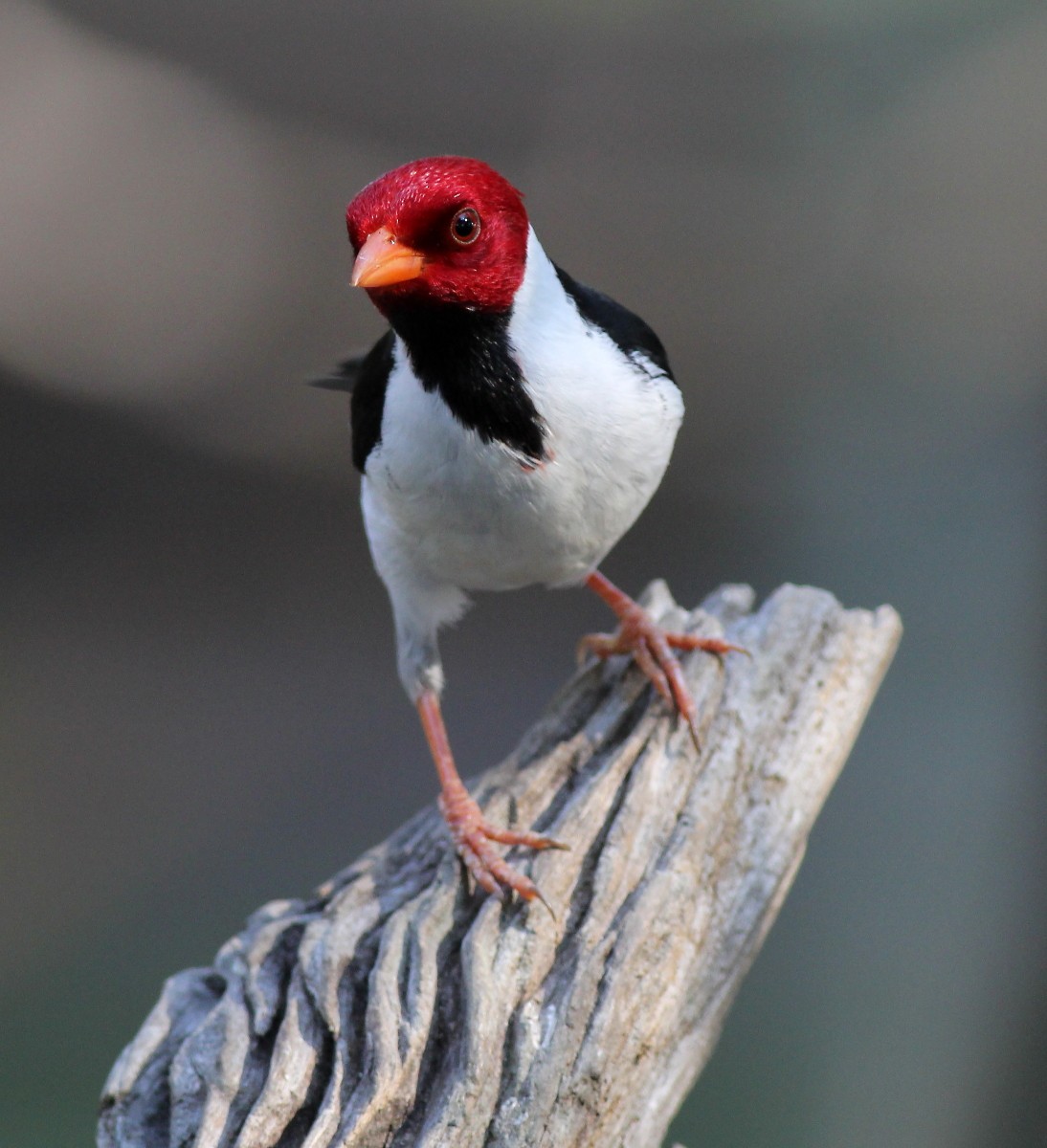 Yellow-billed Cardinal - ML23875011