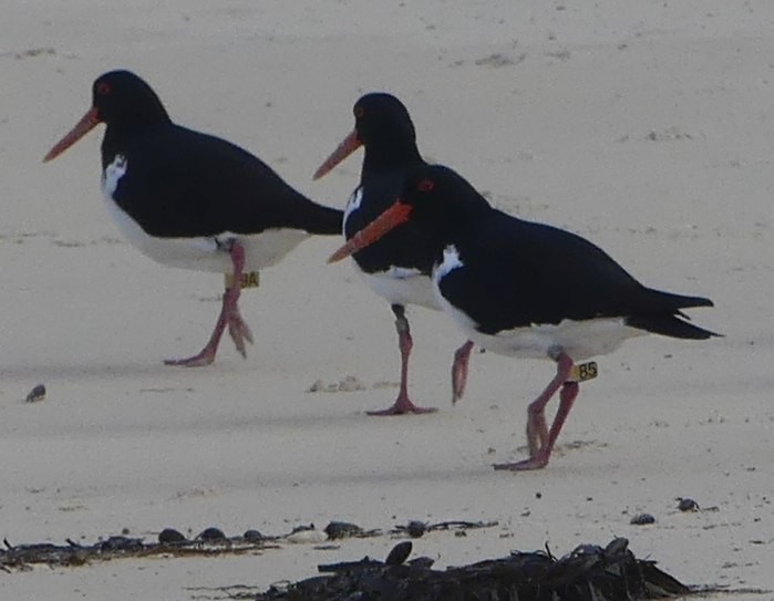 Pied Oystercatcher - ML238750151