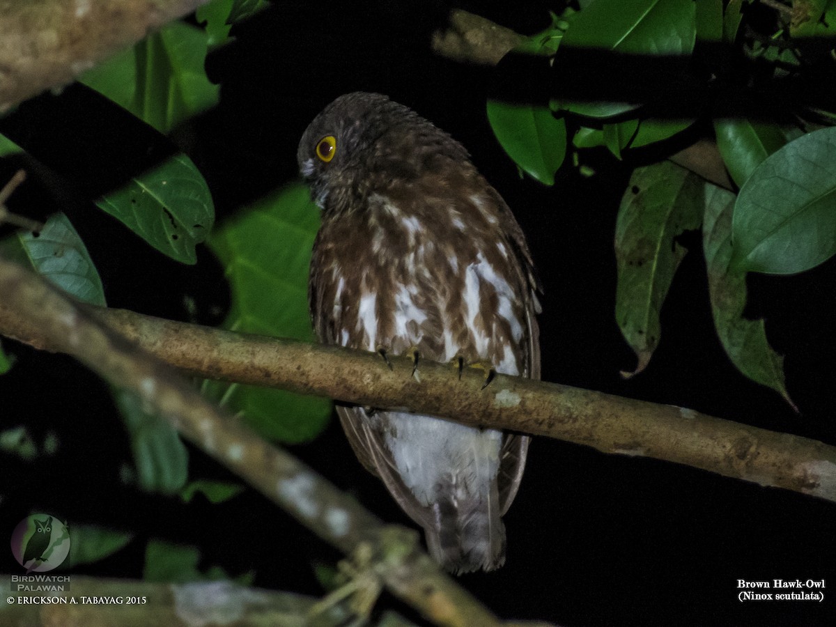 Brown Boobook - ML238751791