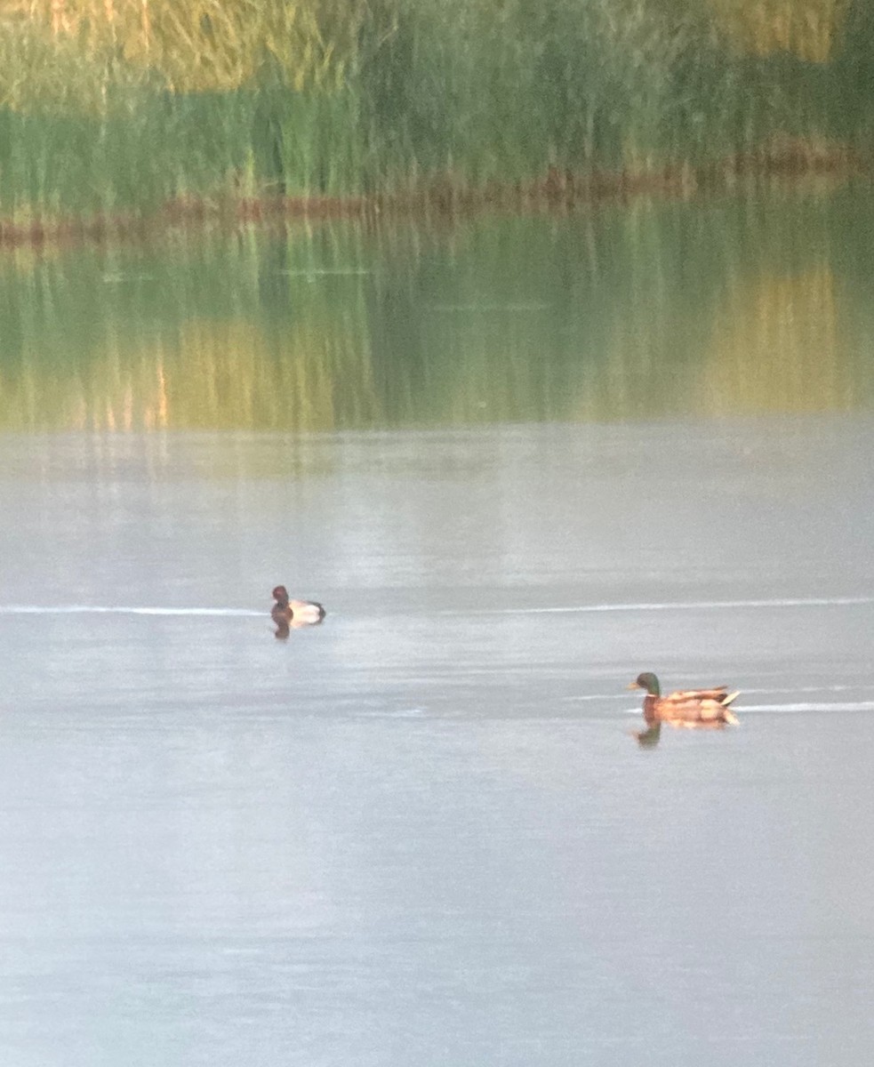 Lesser Scaup - Michael Karpinko