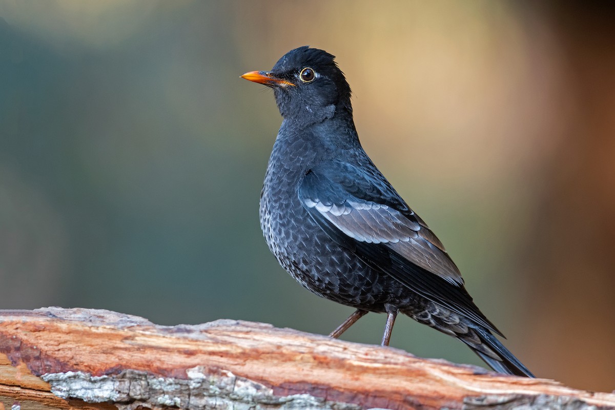 Gray-winged Blackbird - ML238753151